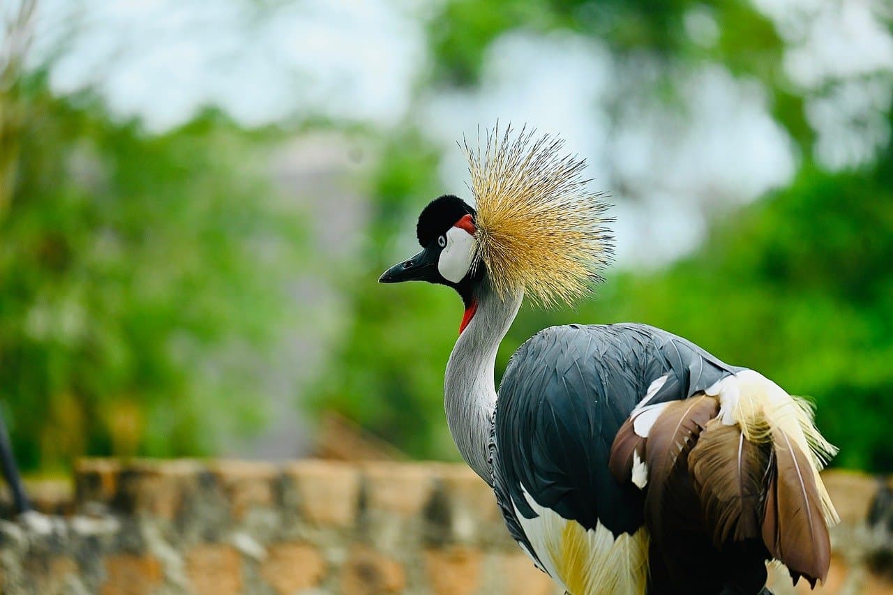 Community Celebration